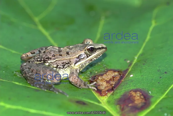 : Mascarene Rocket Frog - Endemic : Mascarene Rocket Frog - Endemic