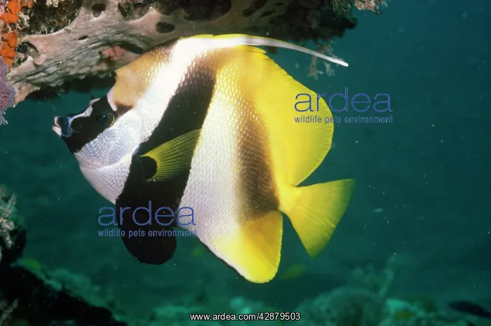 : Masked Bannerfish : Masked Bannerfish