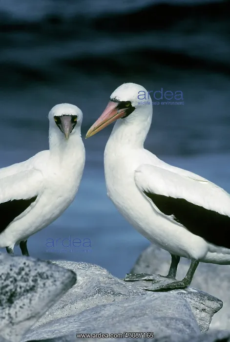 : Masked Boobies : Masked Boobies