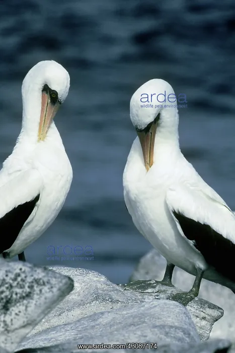 : Masked Boobies : Masked Boobies