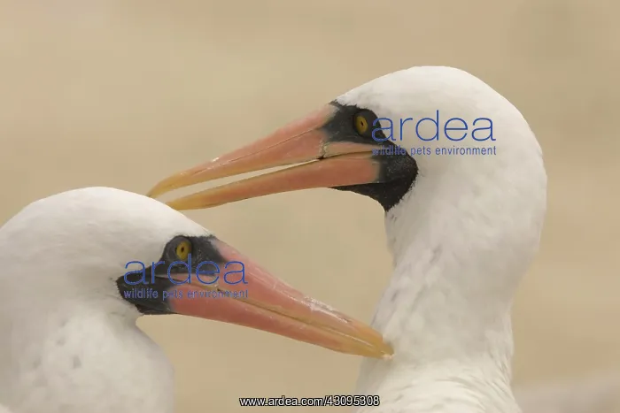 : Masked Boobies : Masked Boobies