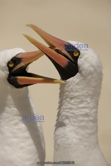 : Masked Boobies : Masked Boobies