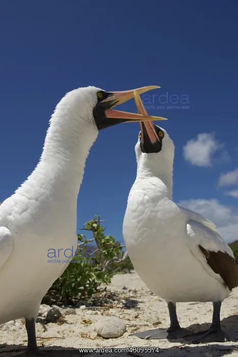 : Masked Boobies : Masked Boobies