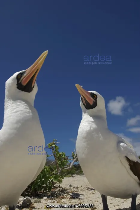 : Masked Boobies : Masked Boobies