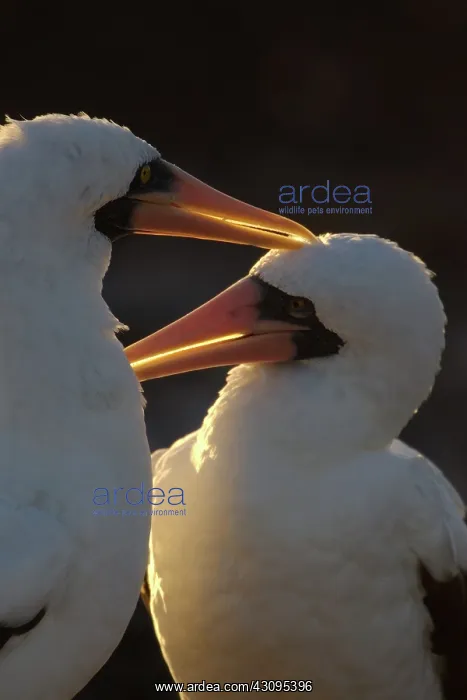 : Masked Boobies : Masked Boobies