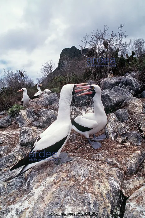 : Masked Boobies - courtship display : Masked Boobies - courtship display