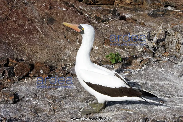 : Masked Booby : Masked Booby