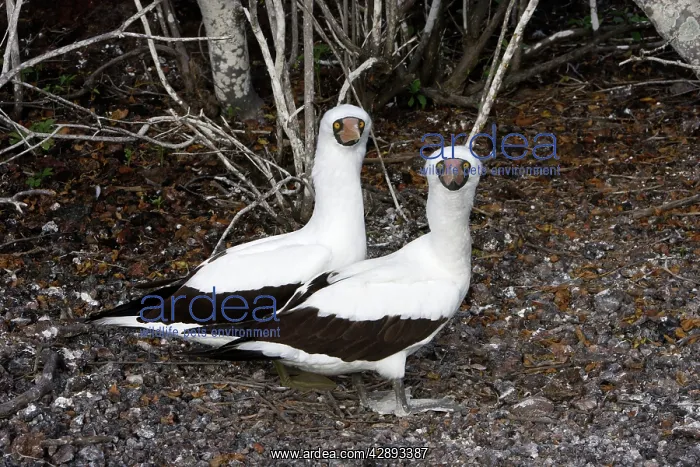 : Masked Booby - two : Masked Booby - two