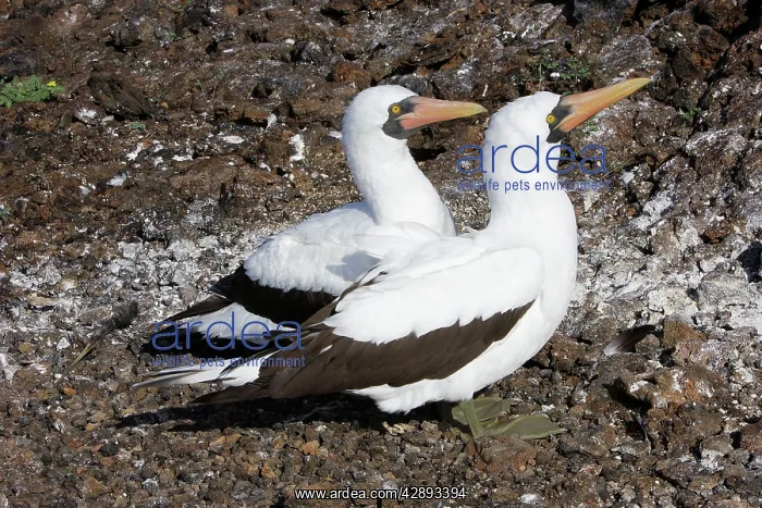 : Masked Booby - two : Masked Booby - two
