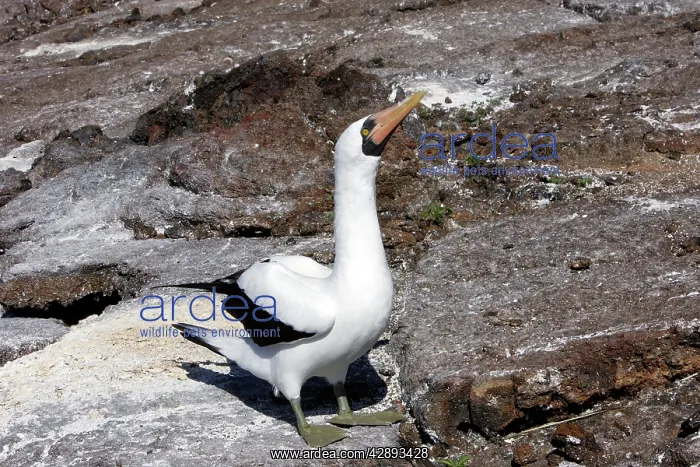 : Masked Booby : Masked Booby