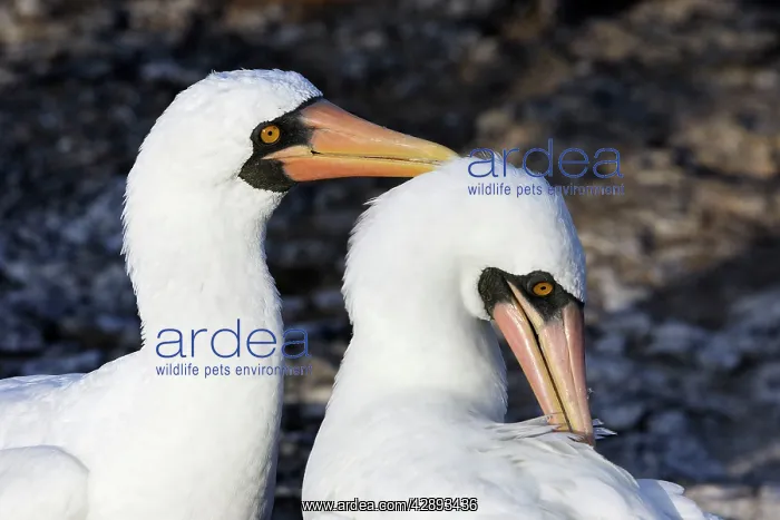 : Masked Booby - two : Masked Booby - two