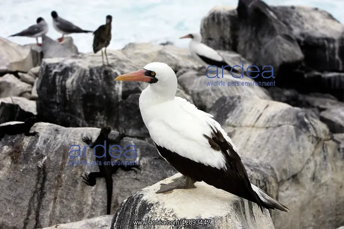 : Masked Booby : Masked Booby