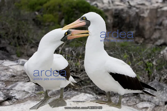 : Masked Booby - two : Masked Booby - two