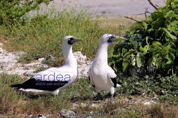 : Masked Booby : Masked Booby