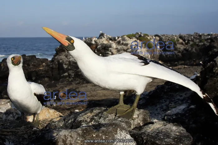 : Masked Booby : Masked Booby