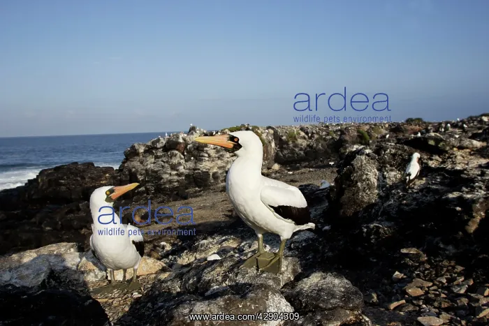 : Masked Booby : Masked Booby