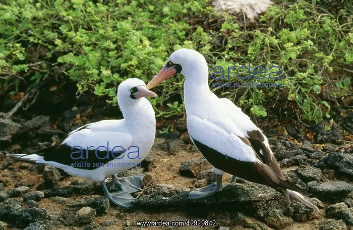 : MASKED BOOBY - two : MASKED BOOBY - two
