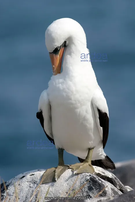 : Masked Booby : Masked Booby