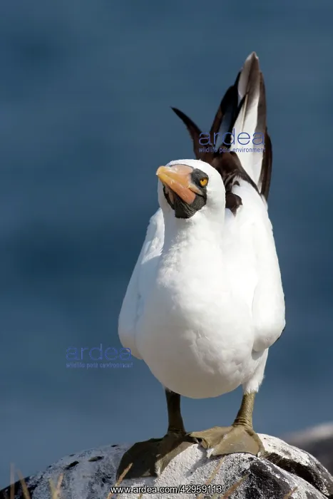 : Masked Booby : Masked Booby