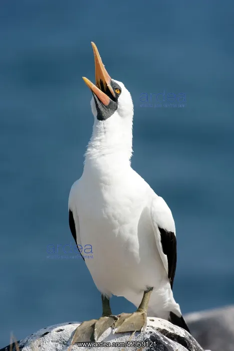 : Masked Booby : Masked Booby