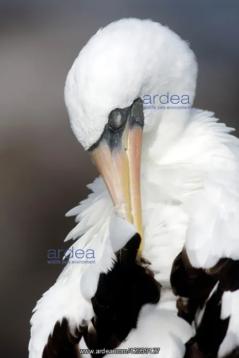 : Masked Booby : Masked Booby