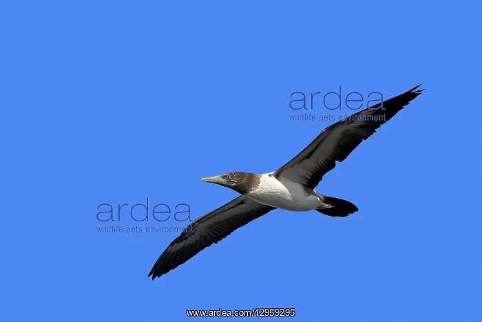 : Masked Booby : Masked Booby