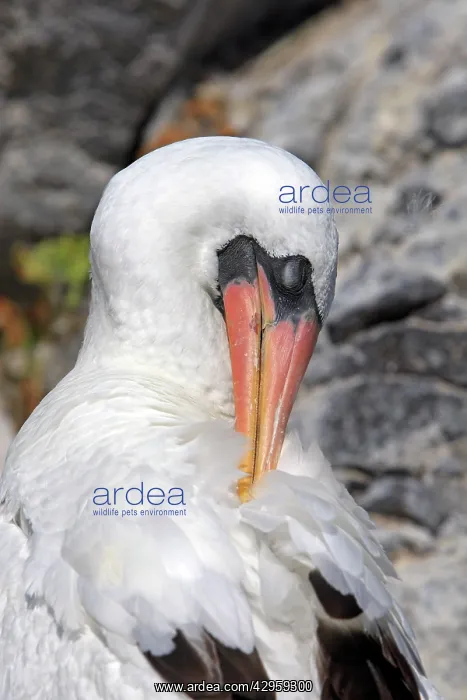 : Masked Booby : Masked Booby