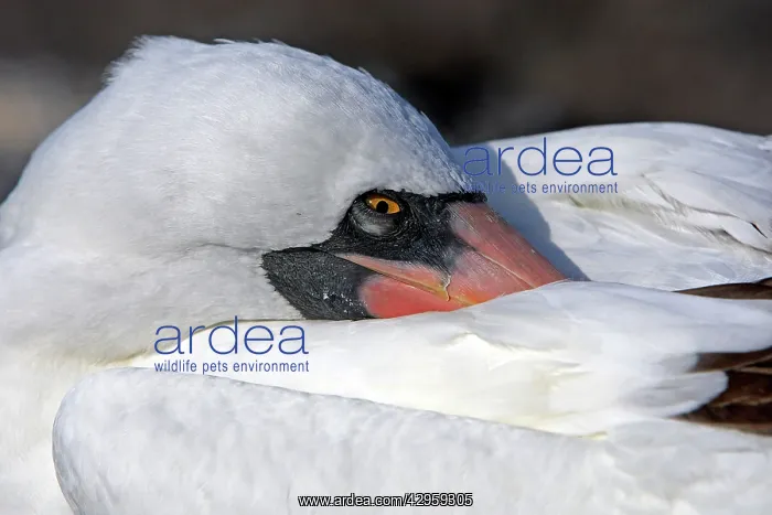 : Masked Booby : Masked Booby