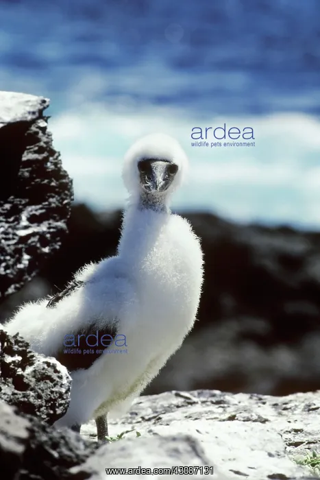 : Masked Booby : Masked Booby
