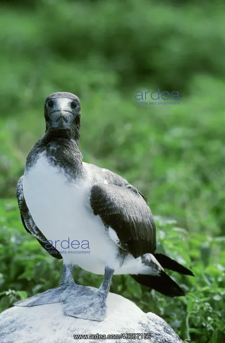 : Masked Booby : Masked Booby