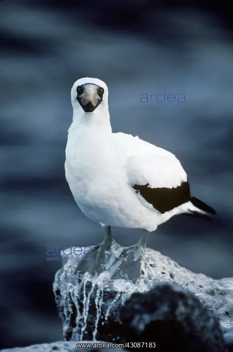  : Masked Booby
