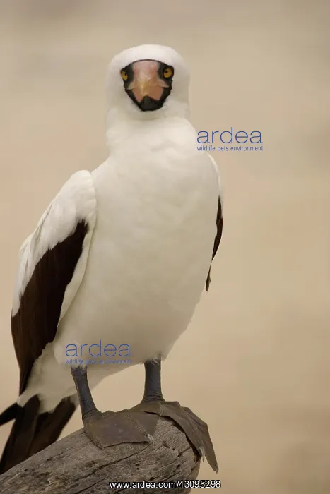 : Masked Booby : Masked Booby