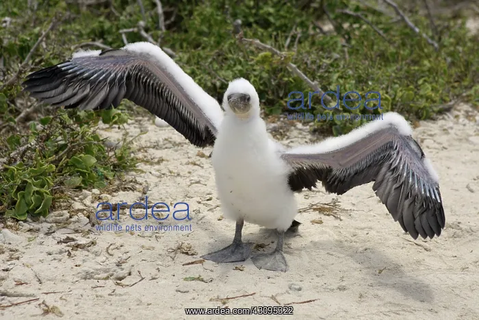 : Masked Booby : Masked Booby
