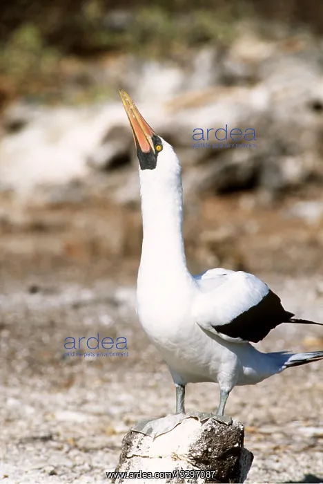 : MASKED BOOBY : MASKED BOOBY