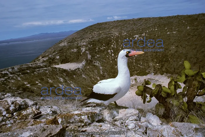 : Masked Booby : Masked Booby