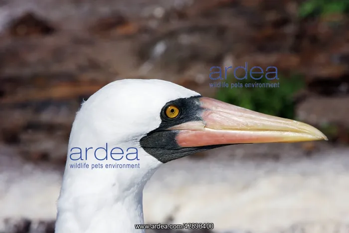 : Masked Booby - close-up of head : Masked Booby - close-up of head