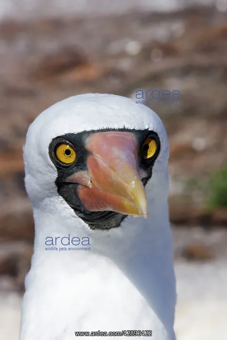 : Masked Booby - close-up of head