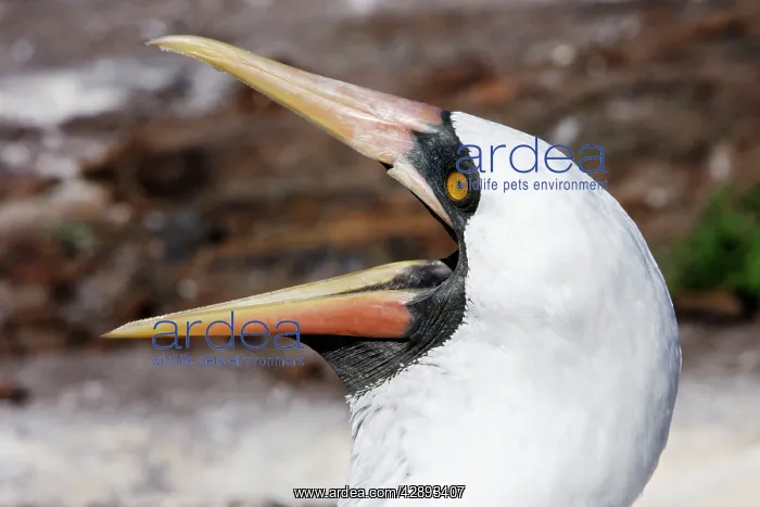 : Masked Booby - close-up of head with beak open : Masked Booby - close-up of head with beak open