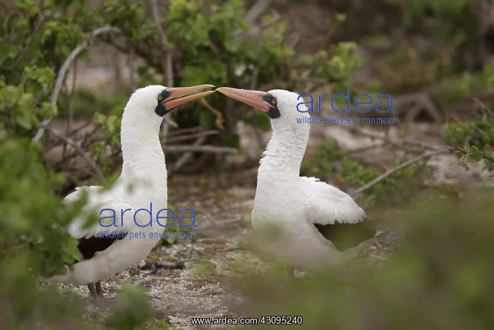 : Masked Booby courtship : Masked Booby courtship