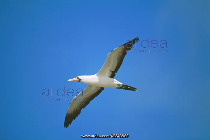 : Masked Booby - in flight : Masked Booby - in flight