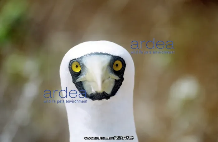 : Masked BOOBY- head close-up : Masked BOOBY- head close-up