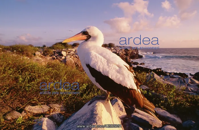 : Masked Booby - perched on rock : Masked Booby - perched on rock