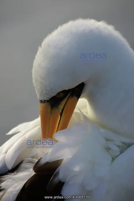: Masked Booby preening : Masked Booby preening