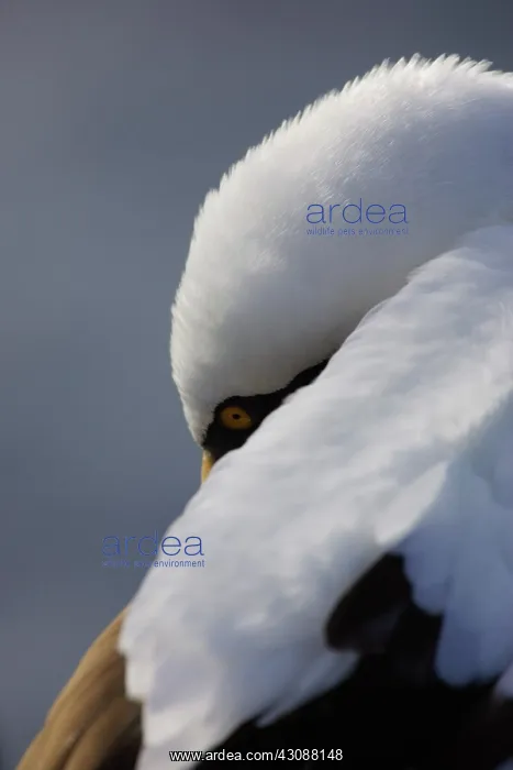 : Masked Booby preening : Masked Booby preening
