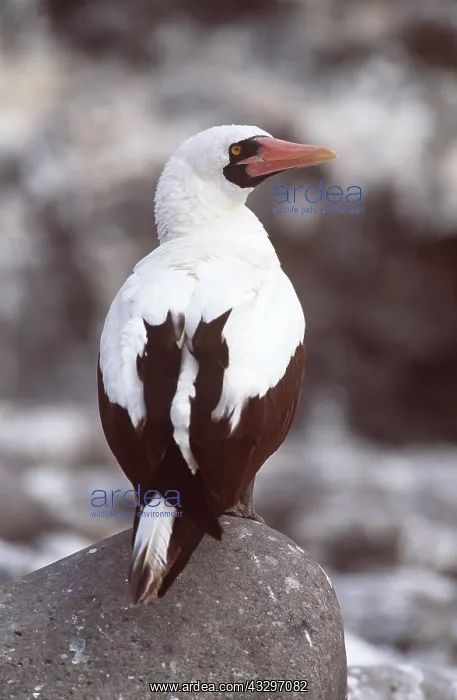: MASKED BOOBY - on rock : MASKED BOOBY - on rock