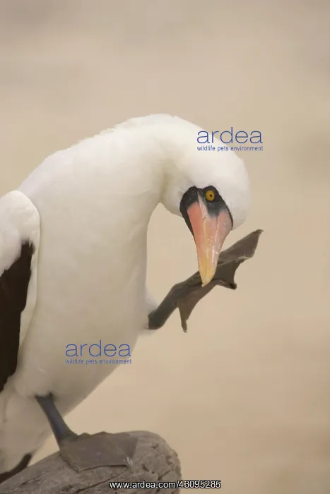 : Masked Booby scratching : Masked Booby scratching