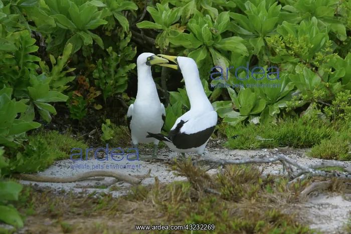 : Masked Booby, Sula dactylata, Henderson : Masked Booby, Sula dactylata, Henderson