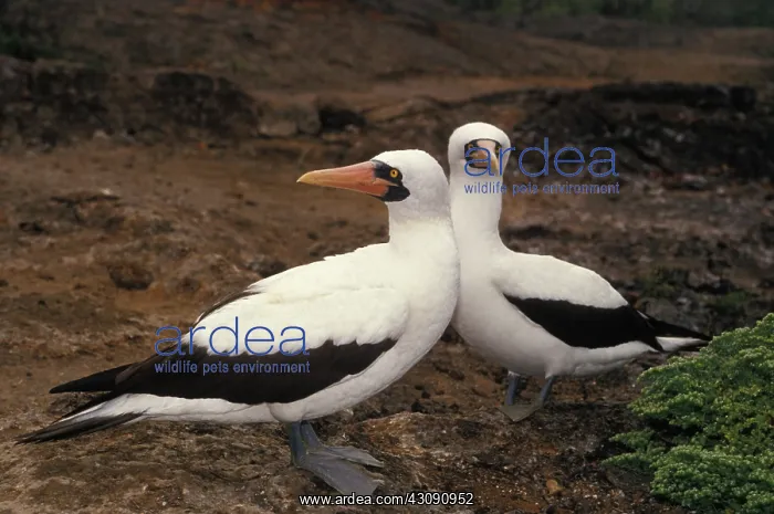 : Masked Booby (Sula dactylatra) : Masked Booby (Sula dactylatra)