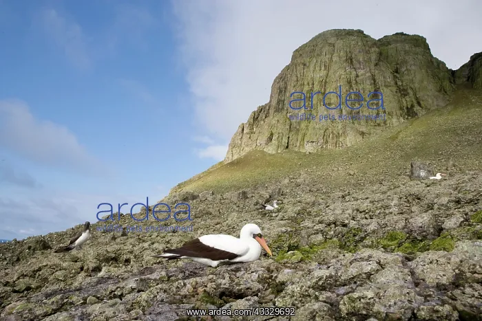  : Masked Booby, Sula dactylatra in front of El Cerro de la Mon