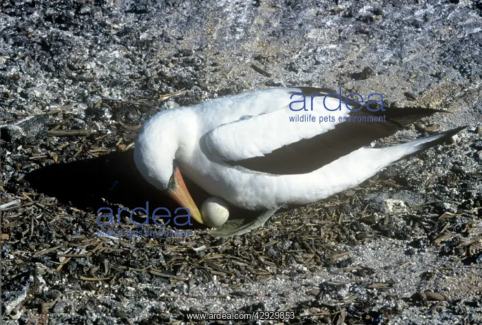 : MASKED BOOBY - TURNING EGG : MASKED BOOBY - TURNING EGG